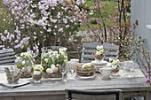 Easter table decoration with horned violets on the terrace