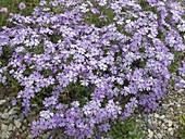 Phlox subulata 'Emerald Cushion Blue' (Upholstery Phlox)