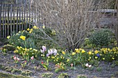 Fruehlingsgarten mit Narcissus (Narzissen), Hyacinthus (Hyazinthen)