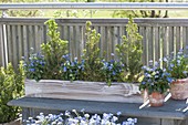 Wooden box with Picea glauca 'Conica' and Myosotis