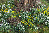 Galanthus nivalis (Schneeglöckchen) und Eranthis hyemalis (Winterlinge)