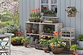 Spring terrace with tulips, viola and vegetable plants