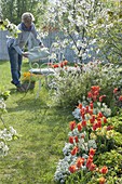 Beet mit Tulipa 'Ballerina' (Lilienbluetigen Tulpen), Iberis (Schleifenblumen