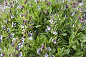 Symphytum grandiflorum 'Hidcote Blue' (comfrey)