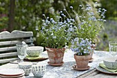 Myosotis 'Myomark' in clay pots as table decoration