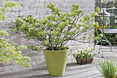 Viburnum plicatum 'popcorn' in green pot