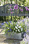 Zinkkasten mit Allium (Zierlauch) und Viola cornuta (Hornveilchen)