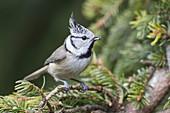 Crested tit on spruce branch