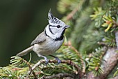 Haubenmeise (Lophophanes cristatus, Syn. Parus cristatus) auf Fichtenzweig