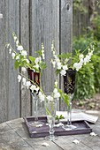 Dicentra 'Alba' (White Bleeding Heart) in champagne flutes