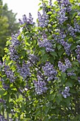 Syringa vulgaris 'Katharine Havemeyer' (Gefuellter Flieder)