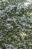 Crataegus monogyna (hawthorn) in bloom