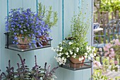 Wire baskets hung as a wall holder, Lobelia erinus