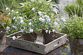 Geranium renardii (Caucasus cranesbill) in pots