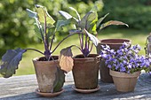 Blauer Kohlrabi (Brassica) und Campanula (Glockenblume)