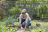 Arugula sowing in vegetable garden