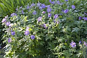 Geranium pratense 'Johnson's Blue' (Storchschnabel)
