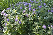 Geranium pratense 'Johnson's Blue' (cranesbill)