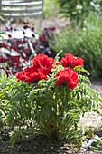 Leuchtend roter Papaver orientale 'Carmen' (Türkischer Mohn)