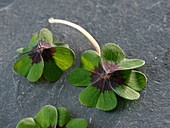 Glücksklee-Blätter (Oxalis deppei Iron Cross)