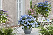 Schattige Terrasse mit blauen Hortensien