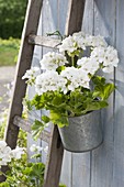 Pelargonium zonale 'Savannah White' (Stehende Geranie) in Zink-Topf