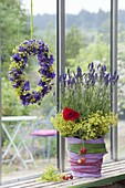 Lavendel (Lavandula) in Topf mit Filz-Verkleidung , Blüten von Alchemilla