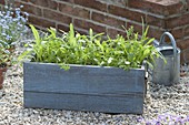 Summer flower meadow in wooden box