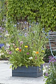 Summer flower meadow in wooden box