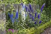 Staudenbeet mit Delphinium (Rittersporn), Alchemilla (Frauenmantel)