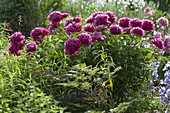 Paeonia lactiflora 'Pink Double' (Peony)