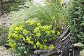 Kiesbeet mit Euphorbia cyparissias (Zypressen-Wolfsmilch) und Stipa