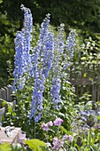 Delphinium Elatum hybrid 'eye-willow' larkspur in the garden