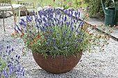 Lavendel (Lavandula) mit Bonsai-Chili (Capsicum annuum var. minimum)