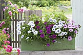 Grüner Holz-Kasten mit Osteospermum 'Double White Lavender Center'