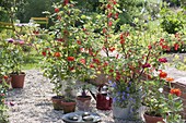 Red gravel terrace with redcurrants