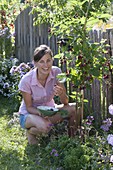 Frau pflückt Brombeeren 'Navaho' im Garten