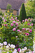 Rosa (Rosen), Formschnitt-Pyramide im Hintergrund