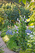 Peckover HOUSE, Wisbech, CAMBRIDGESHIRE: THE NATIONAL TRUST - Sweet PEA ARCH IN THE CUT FLOWER Garden