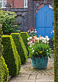 Doddington PLACE GARDENS, Kent: Blue DOOR AND COPPER Container PLANTED with Tulipa