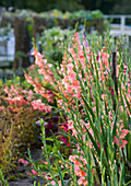 Gladiolen im Schnittgarten (Potager)