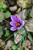 Nahaufnahme des Safrankrokus (crocus sativus)