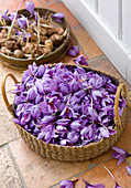 Ein Korb mit frisch gepflückten Crocus sativus und Zwiebeln dahinter