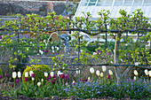 Arundel Castle GARDENS, West Sussex: THE VEGETABLE Garden - Tulipa BELOW Step-OVER APPLES