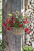 Hanging Basket with Begonia Boliviensis Waterfall 'Sparkler Red'