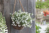 Basket with Lobelia 'Techno Heat Up White'