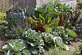 Hillside bed with white cabbage, savoy cabbage, red cabbage and Brussels sprouts (Brassica)