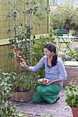 Wooden tub with tomatoes planted with basil