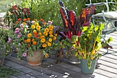 Zinnia (Zinnien), Mangold 'Bright Lights' 'Feurio' (Beta vulgaris)