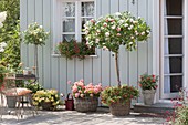 Terrasse mit Rosen und Balkonblumen : Rosa 'Chippendale'